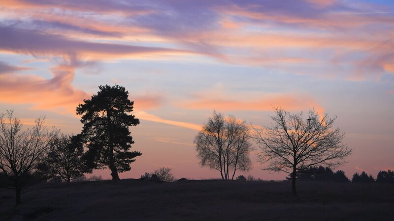 Silhouetted Trees at Dusk — Pink, Serene, Sunset, Photograph