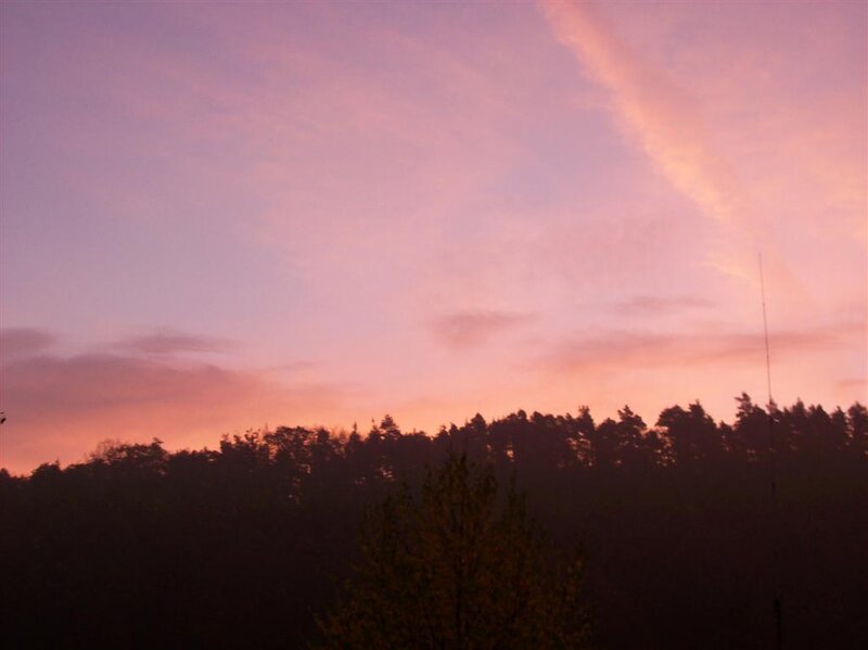 Silhouetted Trees at Dusk — Pink, Serene, Sunset
