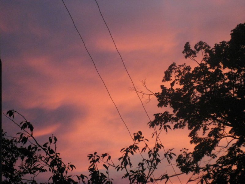 Silhouetted Trees at Dusk — Pink, Serene