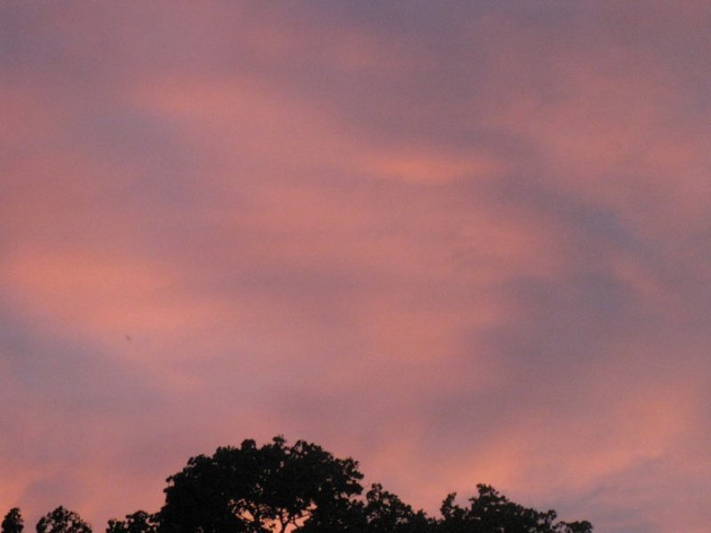 Silhouetted Trees at Dusk — Pink