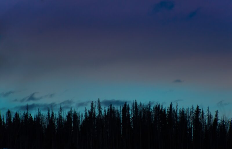 Silhouetted Trees at Dusk — Purple, Dramatic, Night, Photograph