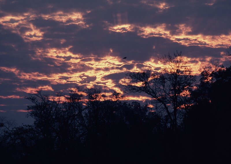 Silhouetted Trees at Dusk — Purple, Dramatic, Sunset, Photograph, Clouds, Bird
