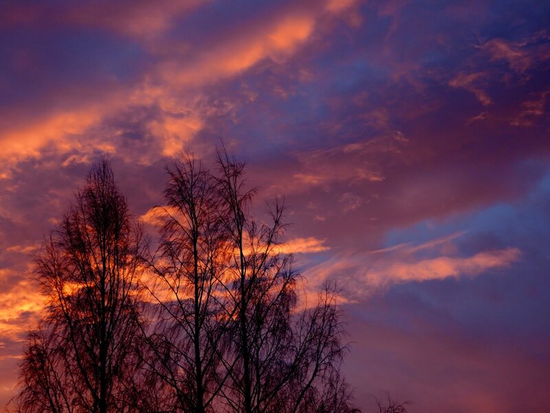 Silhouetted Trees at Dusk — Purple, Dramatic, Sunset, Photograph, Clouds, Sky