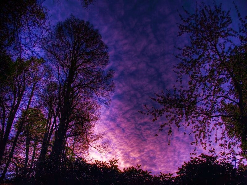Silhouetted Trees at Dusk — Purple, Dramatic, Sunset, Photograph, Sky, Clouds, Blue, Black