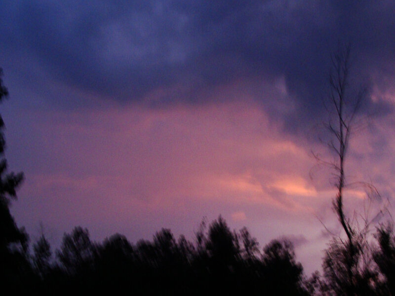 Silhouetted Trees at Dusk — Purple, Dramatic, Sunset, Photograph, Sky, Clouds, Pink