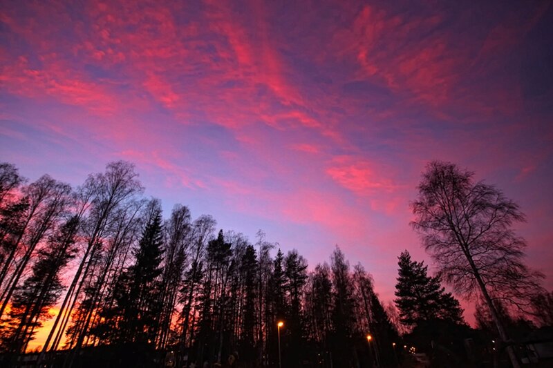 Silhouetted Trees at Dusk — Purple, Dramatic, Sunset, Photograph, Sky, Clouds