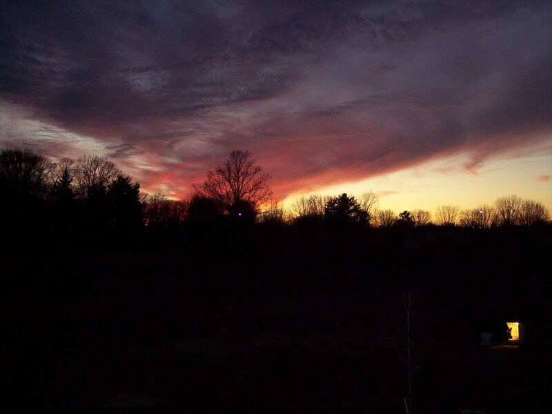 Silhouetted Trees at Dusk — Purple, Dramatic, Sunset, Photograph, Sky, Field