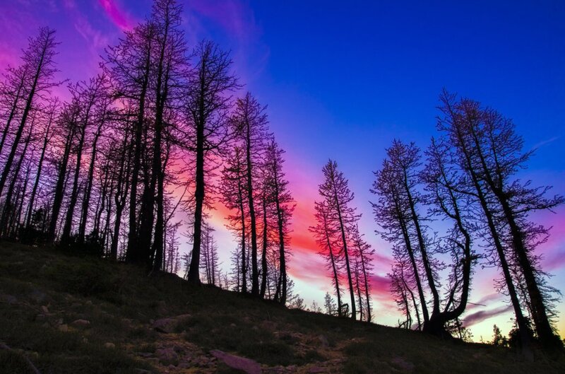 Silhouetted Trees at Dusk — Purple, Dramatic, Sunset, Photograph, Sky, Hill