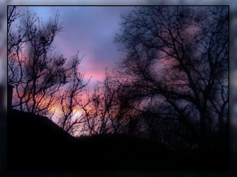 Silhouetted Trees at Dusk — Purple, Dramatic, Sunset, Photograph, Sky, Pink