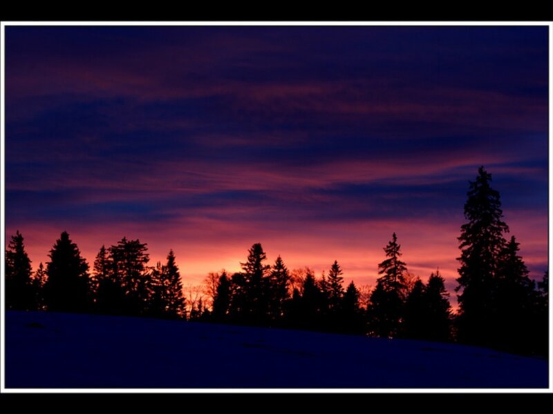 Silhouetted Trees at Dusk — Purple, Dramatic, Sunset, Photograph, Sky, Snow
