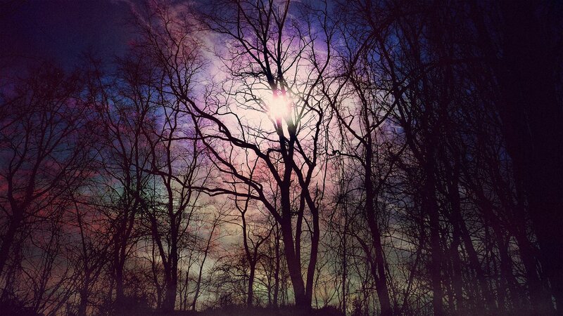 Silhouetted Trees at Dusk — Purple, Dramatic, Sunset, Photograph, Sky, Sun