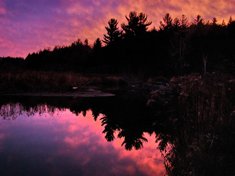 Silhouetted Trees at Dusk — Purple, Dramatic, Sunset, Photograph, Sky