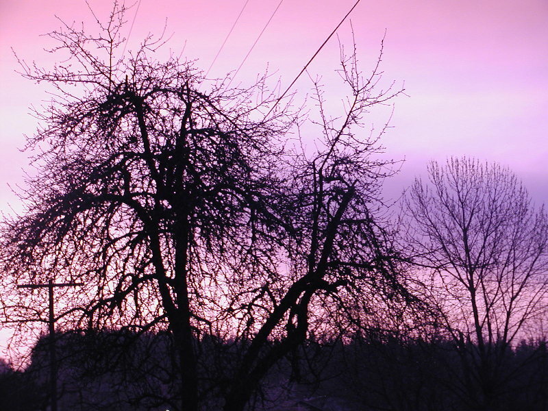 Silhouetted Trees at Dusk — Purple, Dramatic, Sunset, Photograph