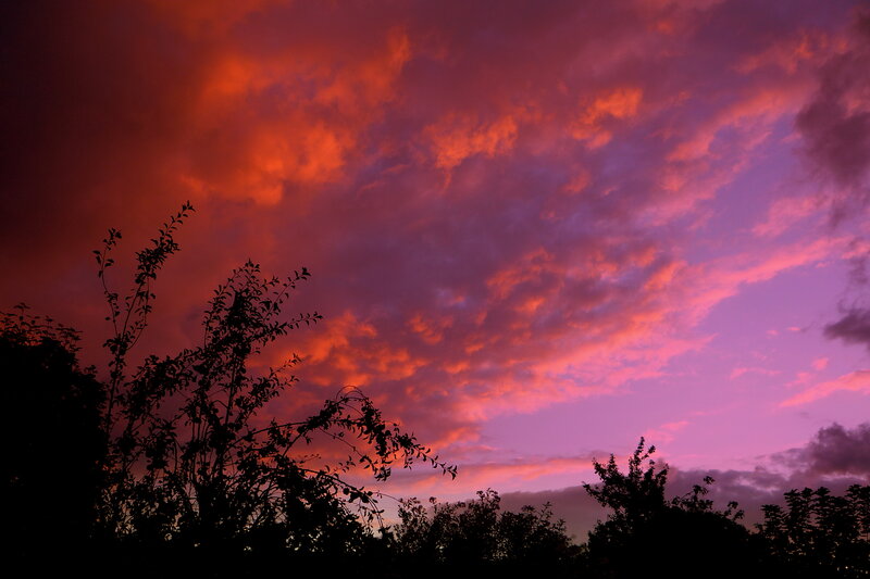 Silhouetted Trees at Dusk — Purple, Dramatic, Sunset