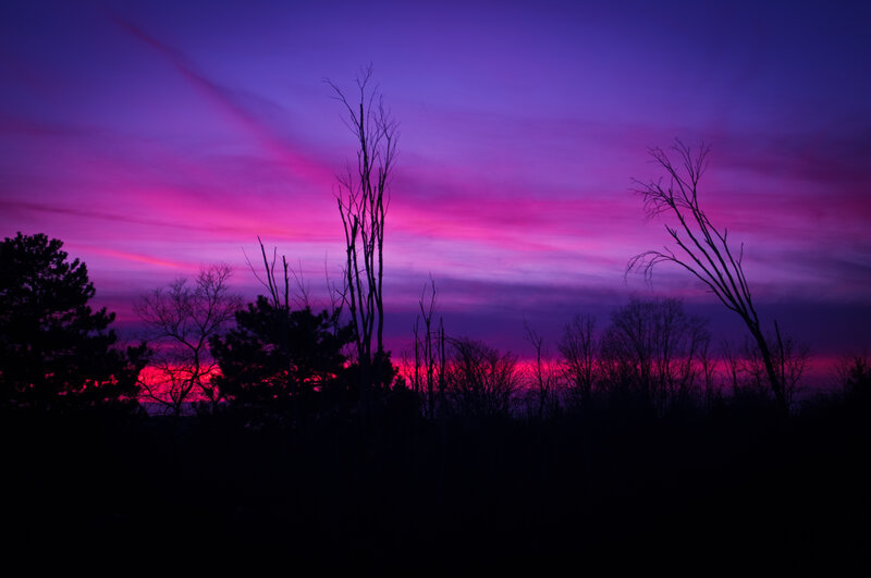 Silhouetted Trees at Dusk — Purple, Dramatic