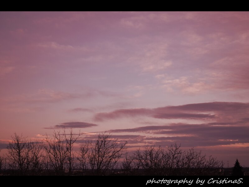 Silhouetted Trees at Dusk — Purple, Serene, Sunset, Photograph, Clouds