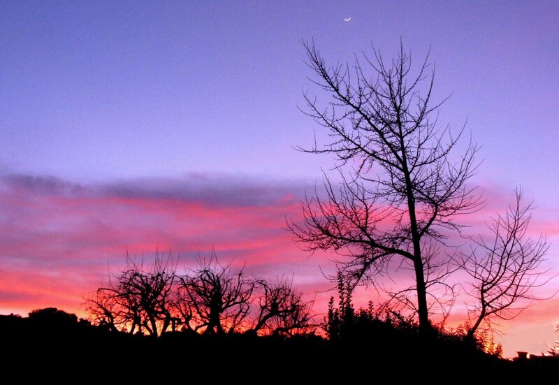 Silhouetted Trees at Dusk — Purple, Serene, Sunset, Photograph, Moon, Clouds, Sky