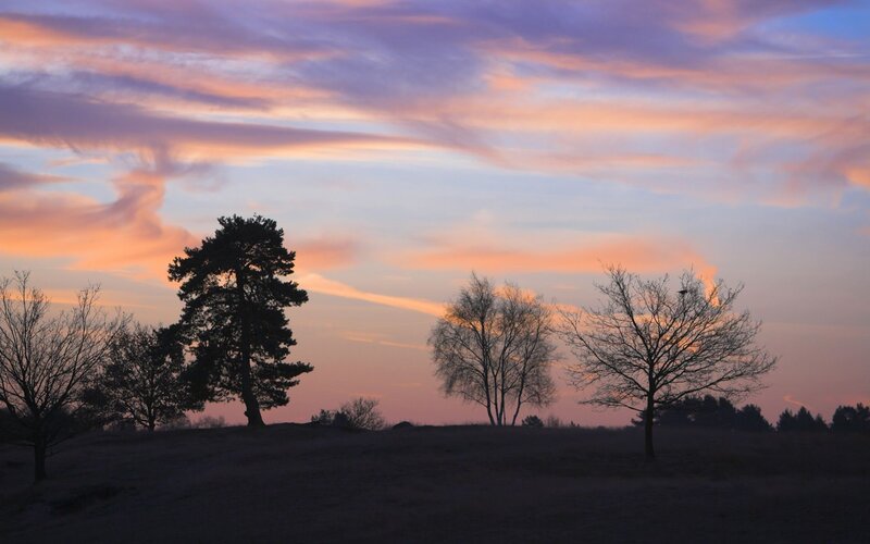 Silhouetted Trees at Dusk — Purple, Serene, Sunset, Photograph, Sky, Clouds, Pink