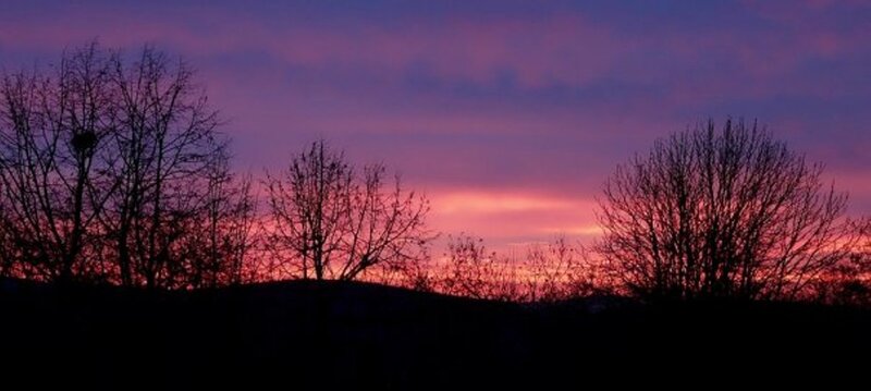 Silhouetted Trees at Dusk — Purple, Serene, Sunset