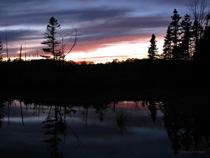 Silhouetted Trees at Dusk — Purple, Serene