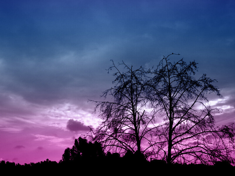 Silhouetted Trees at Dusk — Purple