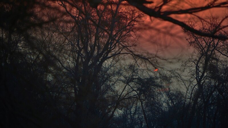 Silhouetted Trees at Dusk — Red, Dramatic, Sunset, Photograph, Sky, Sun