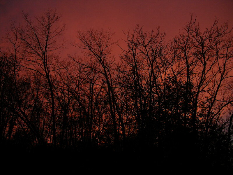 Silhouetted Trees at Dusk — Red, Dramatic, Sunset