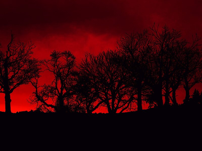 Silhouetted Trees at Dusk — Red, Dramatic