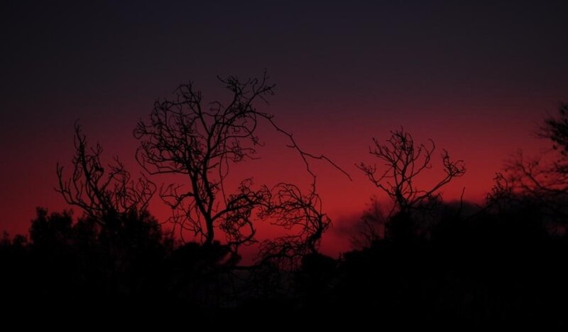 Silhouetted Trees at Dusk — Red