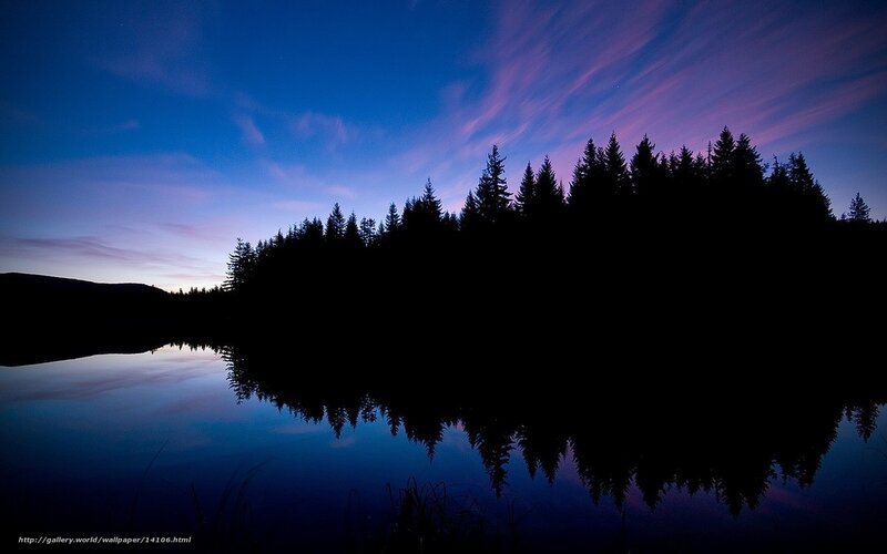 Silhouetted Trees at Dusk