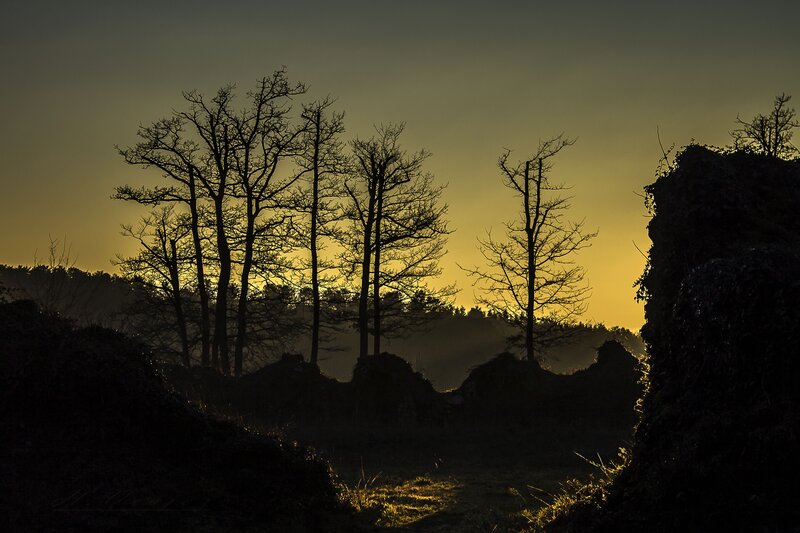 Silhouetted Trees at Dusk — Yellow, Dramatic, Sunset
