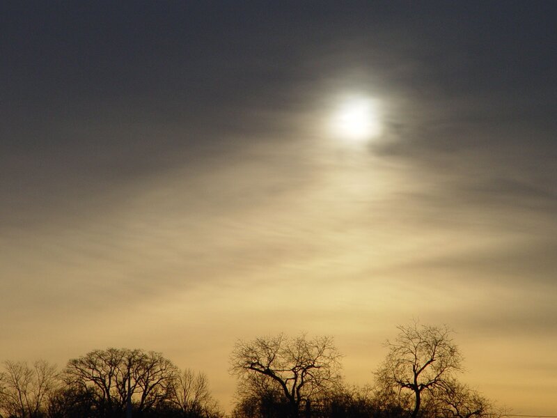 Silhouetted Trees at Dusk — Yellow, Dramatic