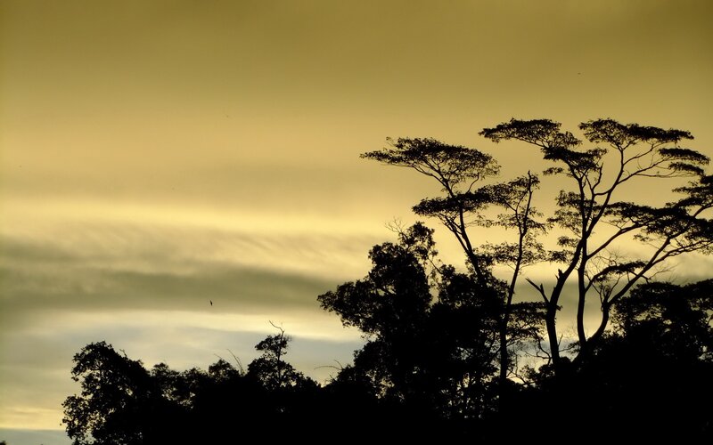 Silhouetted Trees at Dusk — Yellow, Serene