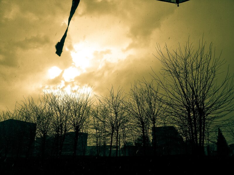 Silhouetted Trees at Dusk — Yellow