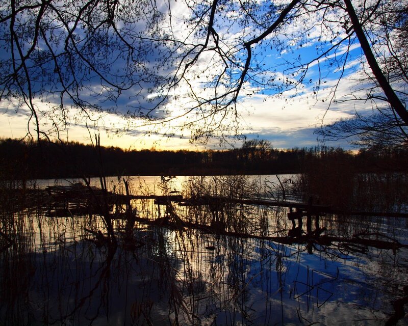 Silhouetted Trees at Lake — Blue