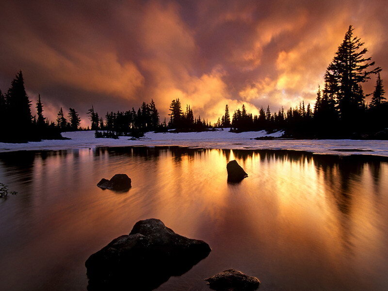 Silhouetted Trees at Lake — Orange