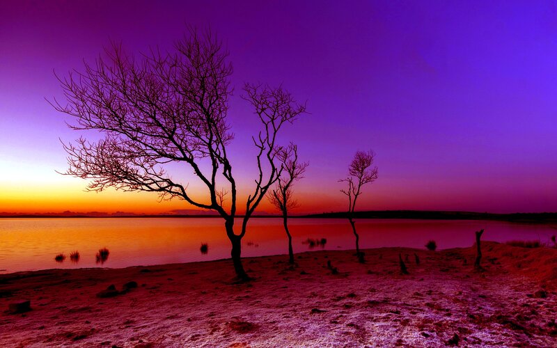 Silhouetted Trees at Lake — Purple, Dramatic, Sunset