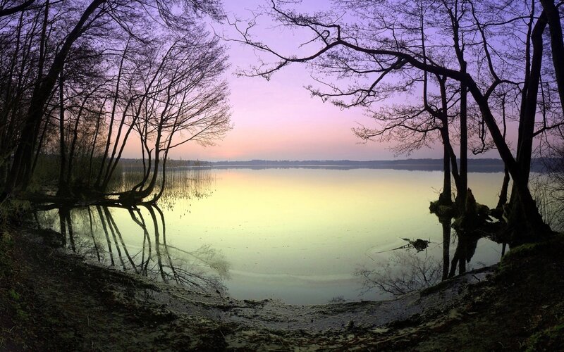 Silhouetted Trees at Lake — Purple, Serene