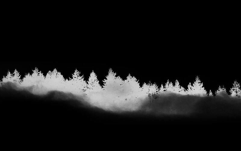 silhouetted trees at night