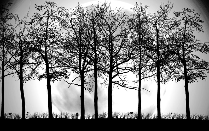 silhouetted trees at night