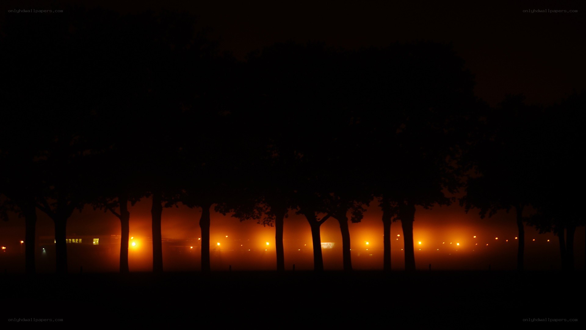 Silhouetted trees at night