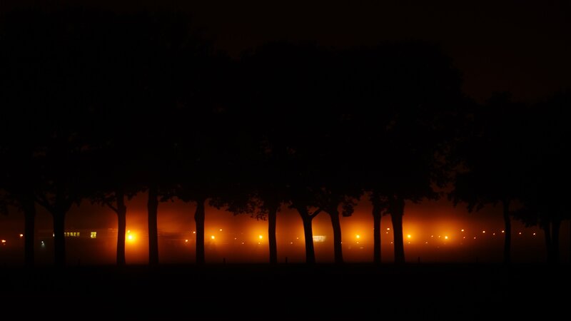 Silhouetted Trees at Night — Black, Dark, Photograph, Lights