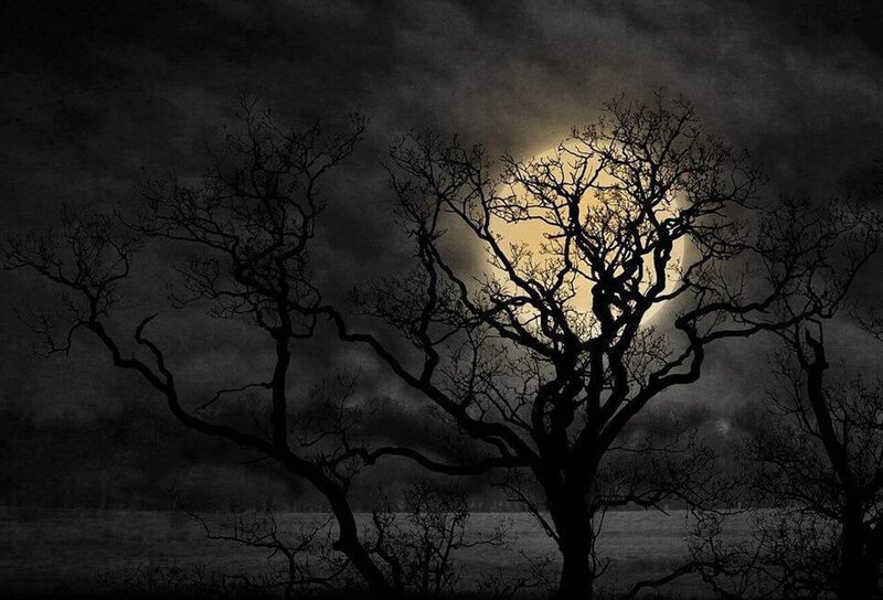 Silhouetted Trees at Night — Black, Dramatic, Photograph, Moon