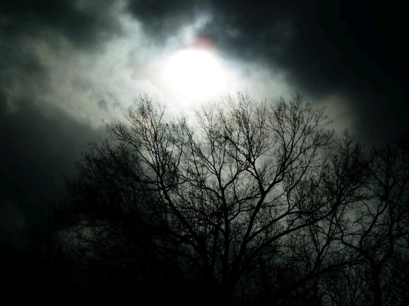 Silhouetted Trees at Night — Black, Dramatic