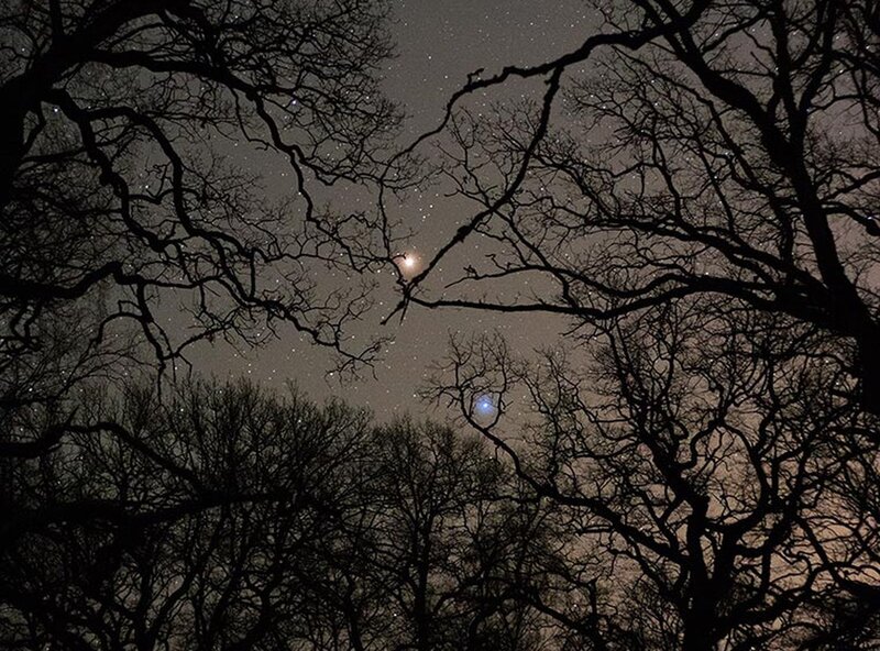 Silhouetted Trees at Night — Black, Serene, Photograph