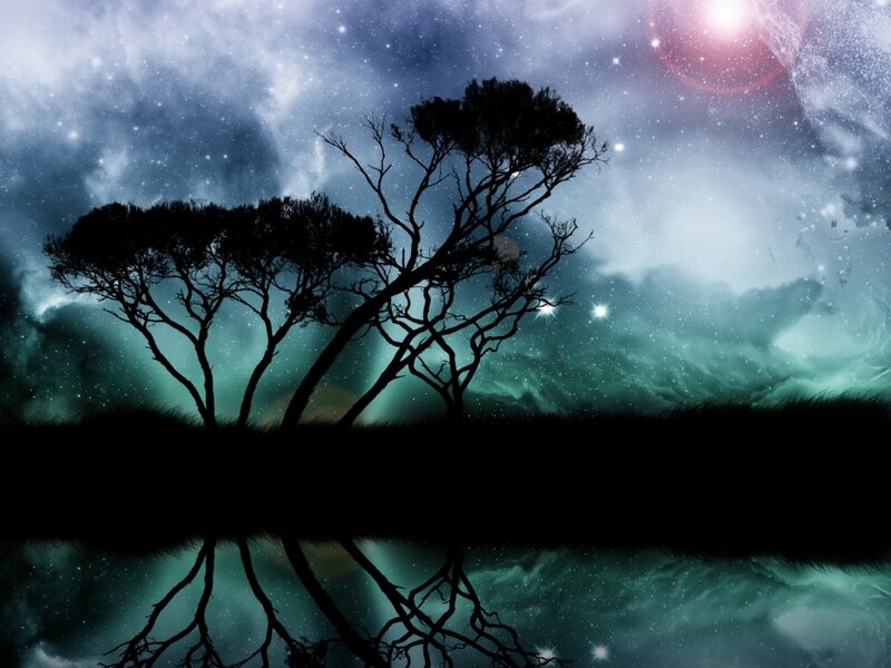 Silhouetted Trees at Night — Black