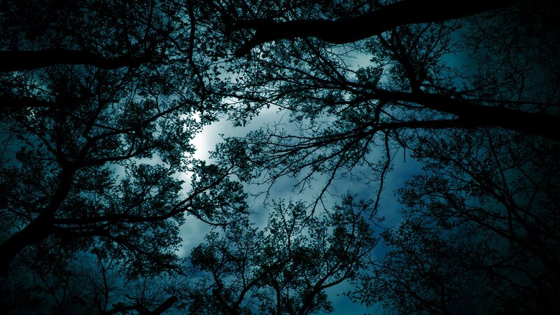 Silhouetted Trees at Night — Blue, Dark, Photograph