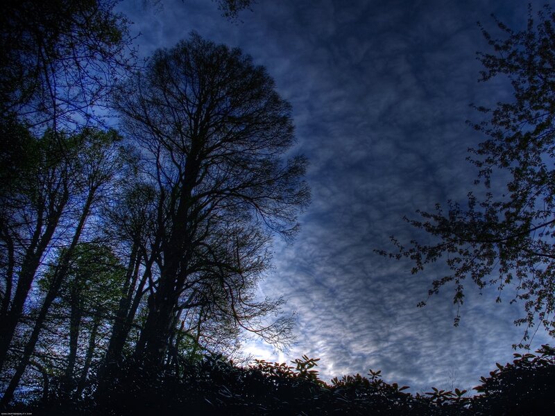 Silhouetted Trees at Night — Blue, Dramatic, Photograph, Clouds