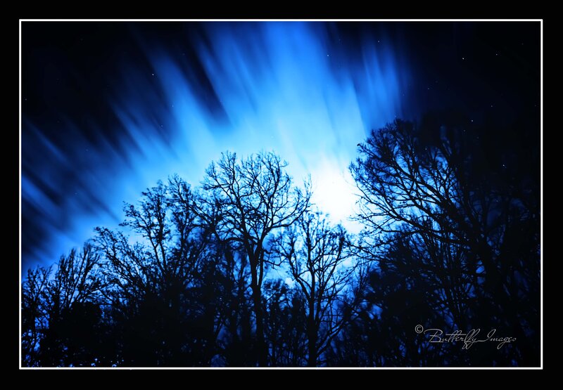 Silhouetted Trees at Night — Blue, Dramatic, Photograph