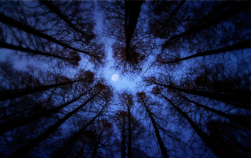 Silhouetted Trees at Night — Blue, Serene
